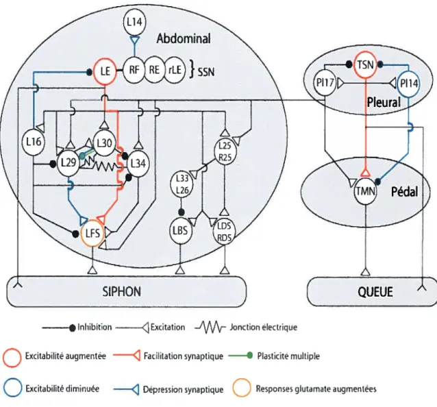 Figure 1.12- Représentation schématique du circuit neuronal modulant les réflexes de