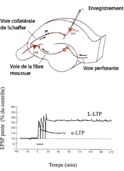 Figure 5 LTP dans la voie de Schaffer et la région CAl de l’hippocampe