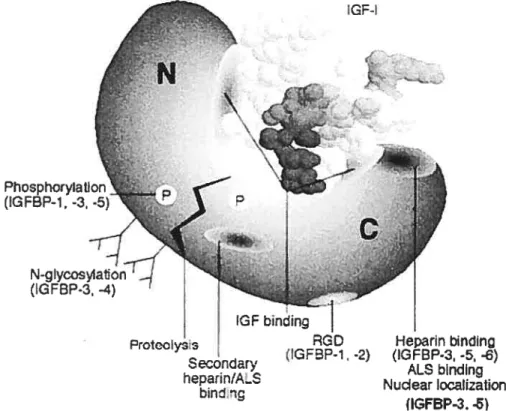 Figure 1. Structure générale des IGFBPs. Les extrémités N- et C-terminales forment une cavité permettant l’interaction avec les IGFs
