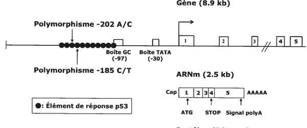 figure 3. Structure du gène codant pour J’IGFBP-3 et de son promoteur ainsi que de 1’ARNm