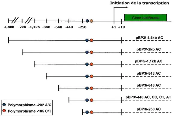 figure 5 Vecteurs d’expression de la luciférase sous contrôle du promoteur humain d’IGfBP3 utilisés pour les transfections