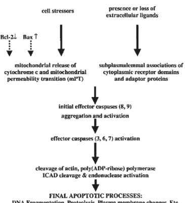 FIGURE 2 Molecular elements of the apoptofic cascade (Honig et ai, 2000)
