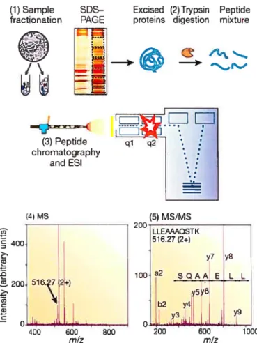 FIGURE 3 Genene mass spec&amp;omeby (MS)-based proteomics experiment.