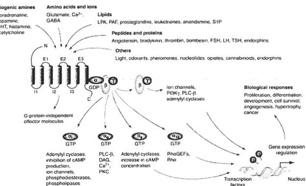 Figure 7: Activation des différentes protéines G en réponse à la liaison d’un ligand à son GPCR