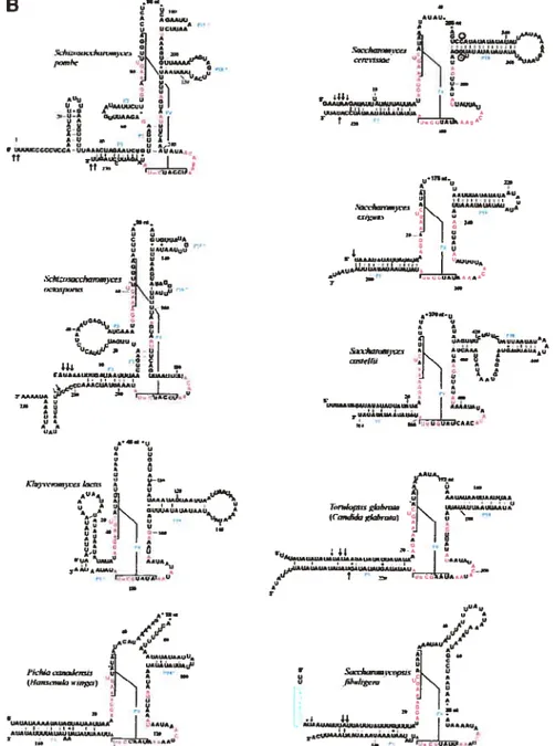 FIGURE 2. Minimum bactenal P-RNA consenstis and mtP-RNA sccondary Structure models of R