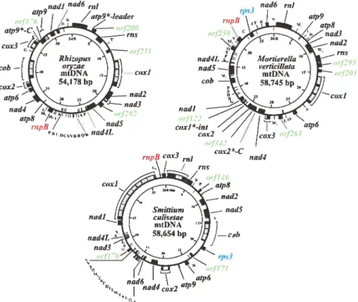 Table 1. Ovcrview of gene. ORF and intron content in zygomvcete mtDNAs