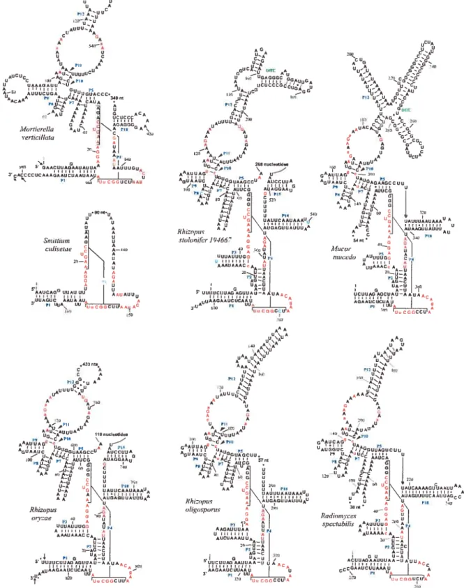 Figure 2. Secondary structure models for mtP-RNAs from R.on:ae. R.srolonifer 194667. R.oligo.spoins