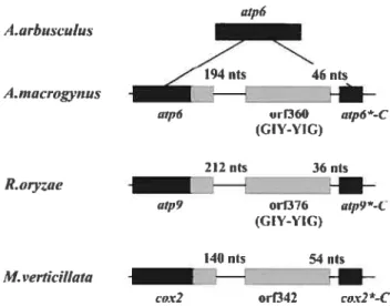 Figure 4. Schematic view o[atp6 reions ofA.,ncic,ocv,,iis andA.arhu.sc,jI,,ç