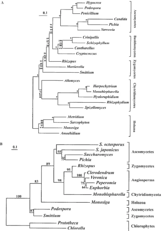Figure 5. A Fungal phylogeny based on multiple proteins. Mitochondrion-encoded protein sequences from JJo,-poehvtt-iiini s,,