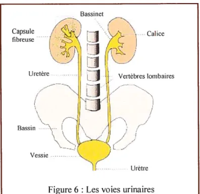 Figure 6 : Les voies urinaires