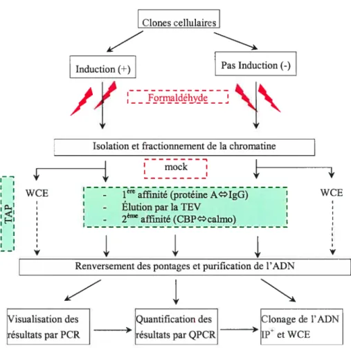 Figure 6. Le TAP-xChIP en double affinité.