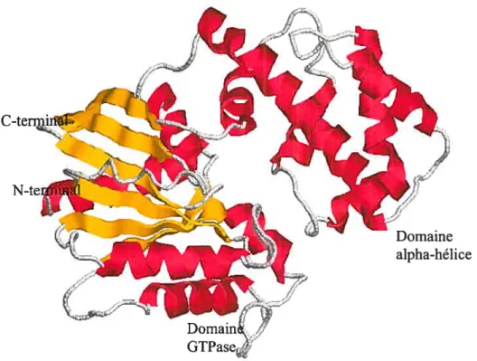 Figure 7: Structure de la sous unité GŒj.