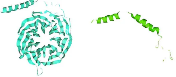 Figure 8: Structure de la sous unité G131 (en bleu) et Gy2 (en vert).