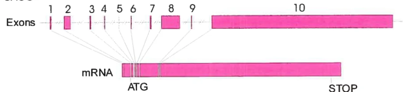 Figure 1.3 Structure du gène SACS.