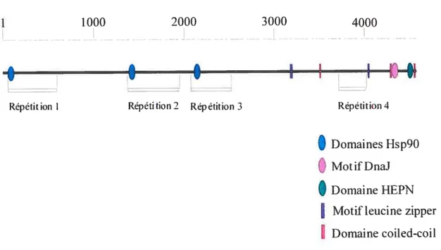 Figure 1.5 Domaines et motifs présents dans la séquence de sacsïne.