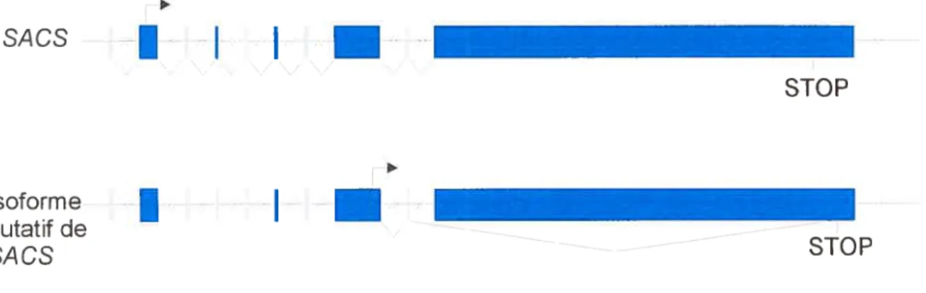 Figure IV.1 Épissage alternatif putatif du gène SACS. Les flèches indiquent les sites d’initiation de la transcription