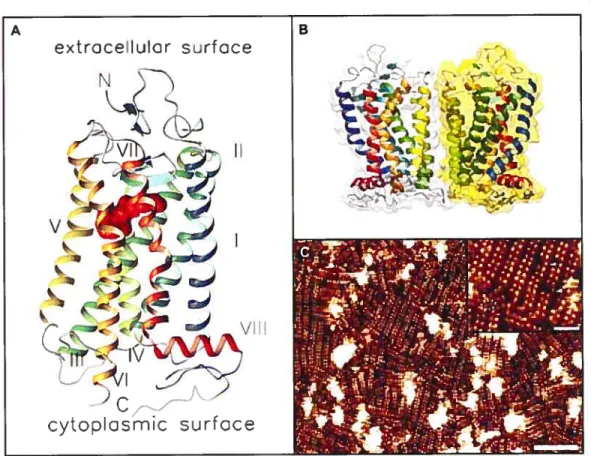 Figure 2. Structure et organisation de la rhodopsine.