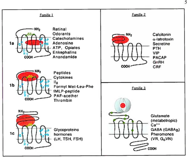 Figure 3. Classification et diversité des RCPG. (Bockaert and Pin 1999)