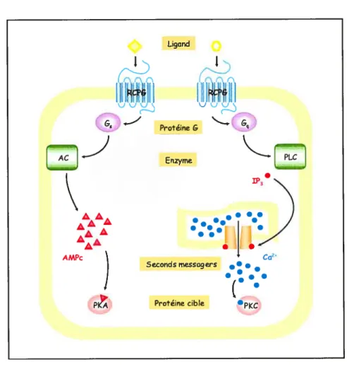 Figure 6. Les deux principaux systèmes de génération de seconds messagers activés par les protéines G hétéro-trimériques.