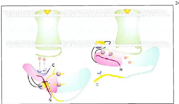 Figure 9. Mécanisme proposé pour la liaison de Ilarrestine aux RCPGs. (Gurevich and Gurevich 2004)