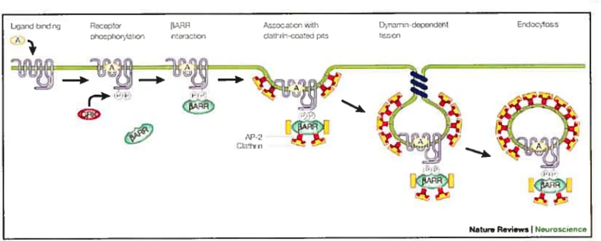 Figure 10. Endocytose des RCPGs dépendante de arrestine. (Pierce and Lefkowitz 2001)