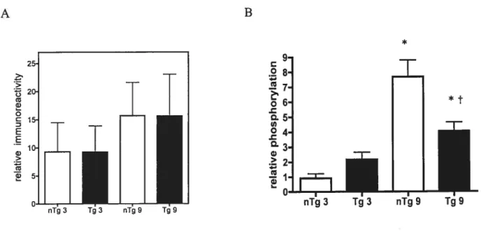 Figure 5 : Dans le coeur de souris, la phosphorylation de p38 MAPK est altérée par la
