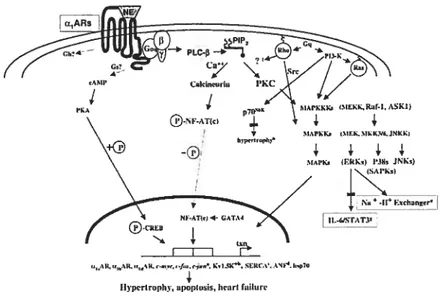 Figure 6: Signalisation menant à l’hypertrophie cardiaque. (Figure tirée de Michelotti et al