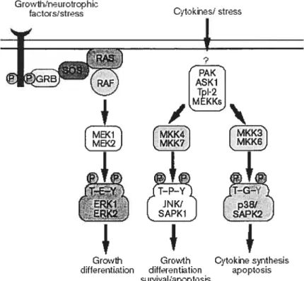 Figure 3: Les 3 modules des MAPK. (Figure modifiée, tirée de Keyse (38))
