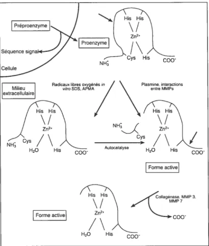 Figure 3: Activation des MMPs dans te milieu extracellulaire. AMPA (alpha-amino-3-hydroxy-5-methyÏ-4-isoxazolepropionic acid)-type glutamate receptor)