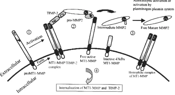 Figure 4: Modèle d’activation de la pro-MMP2 par la MT1-MMP membranaire. (1) pro-MT1-MMP peut être activé dans la cellule (activation intracellulaire) par les furines ou à l’extérieur de la cellule (activation extracellulaire) par les plasmines