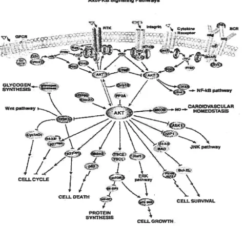 Fig. 9 Voie de la PI 3-kinase