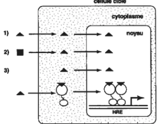 Figure 1.2: Mécanismes d’action des ligands et des récepteurs nucléaires. Les chiffres 1, 2 et 3 représentent les différentes sources de ligand