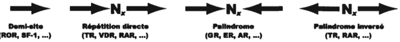 Figure 1.4: Configurations possibles des demi-sites liés par les récepteurs nucléaires