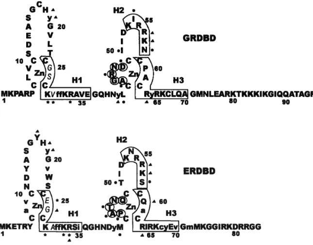 Figure 1.5: Séquence et structure secondaire du GRDBD et du ERDBD. Les régions