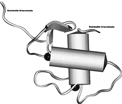 Figure 1.6 Structure tertiaire du DBD des récepteurs stéroïdiens. Les hélices c sont représentées par un cylindre; les feuillets f3 sont représentés par une flèche; les atomes de zinc sont représentés par une sphère noire