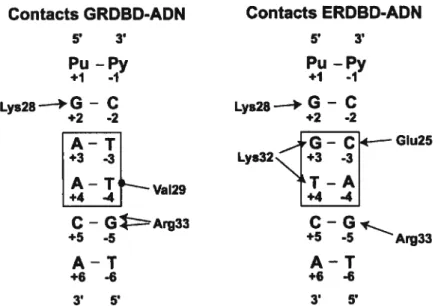 Figure 1.8 : Schéma des contacts directs entre les acides aminés du GRDBD et du ERDBD et leur IIRE respectif