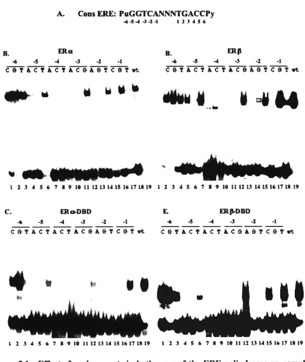 Figure 2.1 : Effect of replacements in both arms of the EllE palindrome on complex formation with full length ERs and isolated DBDs