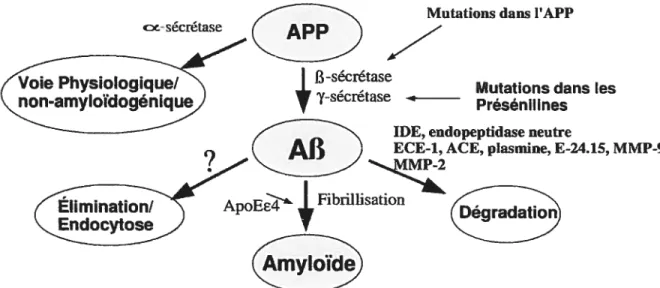 Figure 1.5 - Production du peptide amyloïde à partir de I’APP.