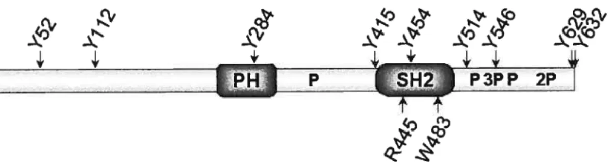 Figure J Schéma linéaire de la structure d’APS d’origine humaine