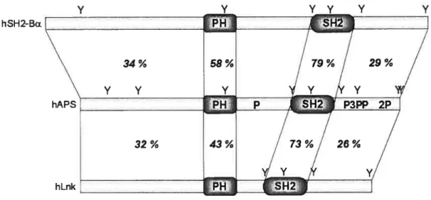 Figure 2 Comparaison de la structure et des déterminants d’interaction moléculaire de hAPS avec hLnk et hSH2-Ba