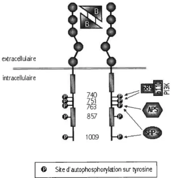 Figure 4 Localisation des sites d’autophosphorylation du PDGFRf3 impliqués dans l’activation du récepteur et dans le recrutement d’APS, de la P13K et de SHP-2