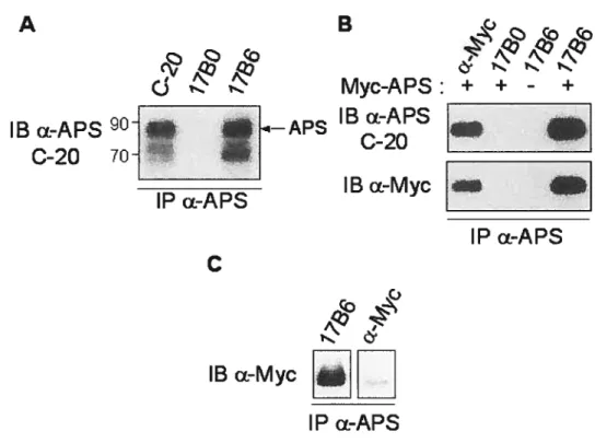 Figure 6 L’utilisation du sérum 17B6 pour l’immunoprécipitation d’APS est valide.