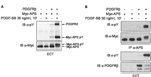 Figure 7 Myc-APS est un substrat du PDGFRI3.