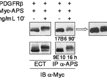 Figure 8 L’utilisation de l’anticorps anti-Myc 9E10 ou du sérum 17B6 ne change pas la diminution du rendement d’immunoprécipitation de Myc-APS à partir de cellules stimulées par le PDGF-BB.