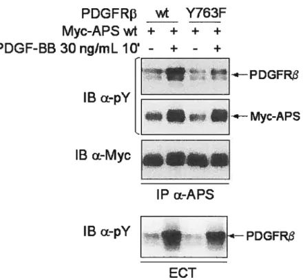 Figure 9 La tyrosine 763 du PDGFRf3 est un site de recrutement in vivo de Myc-APS.