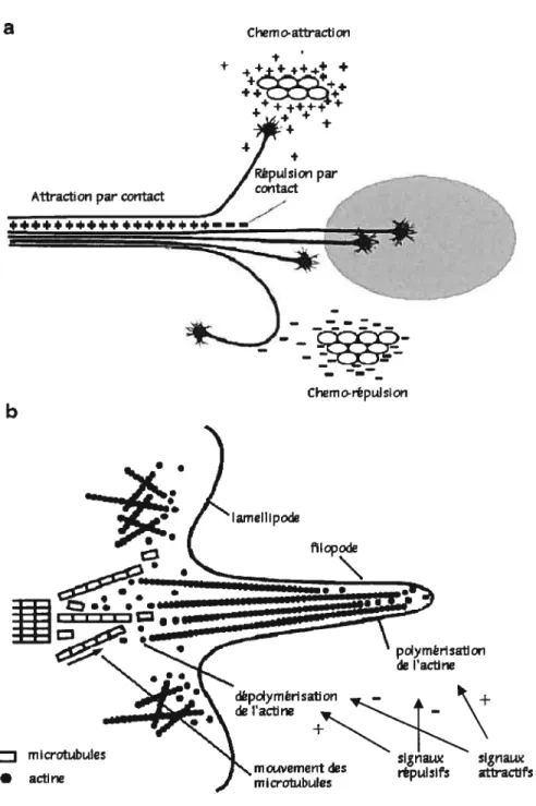 Figure 1: A) Les quatre mécanismes modulant la guidance axonale lors du développement des neurones