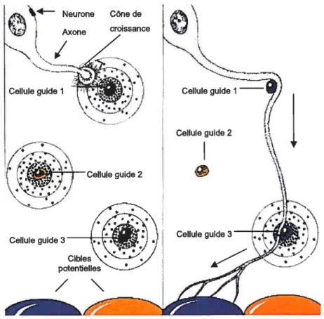 Figure 2: Progression des axones du neurone aux cibles avec l’aide des PC. Image gracieuseté du “National Institut ofaging (NIA) ‘ faite par Lydia Kibiuk