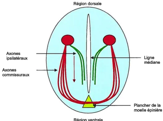 Figure 3: Représentation schématique de la ligne médiane impliquée dans la guidance des axones comniissuraux et ipsilatéraux au niveau du SNC