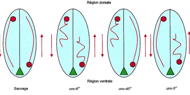 Figure 5: Comparaison des phénotypes axonaux de mutants nétrine chez Caenorhabditits etegans