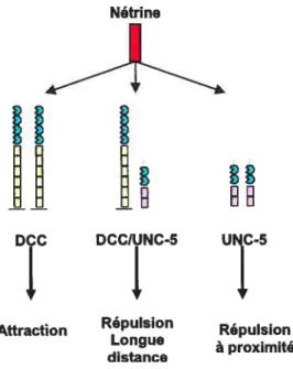 Figure 6: Les récepteurs associés aux nétrines chez la souris. DCC intervient dans l’attraction des axones vers la ligne médiane tandis que UNC-5 est impliqué dans les phénomènes de répulsion.